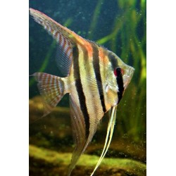 pterophyllum scalare santa isabel 4-5 cm