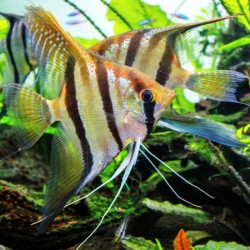 pterophyllum scalare santa isabel 4-5 cm