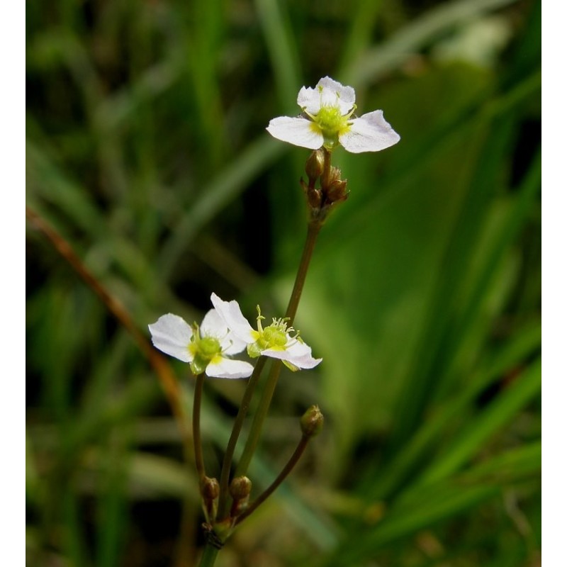 Alisma lanceolatum