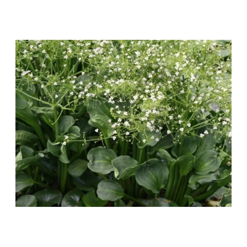 Alisma parviflora