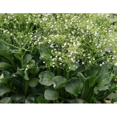 Alisma parviflora