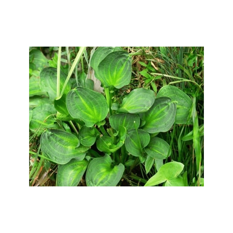 Alisma parviflora