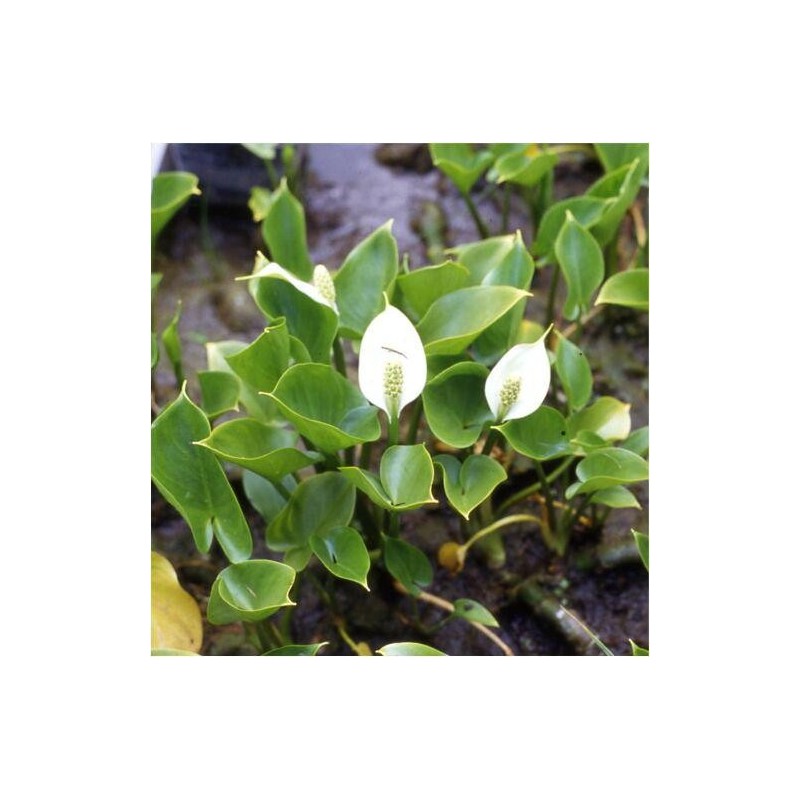 Calla palustris