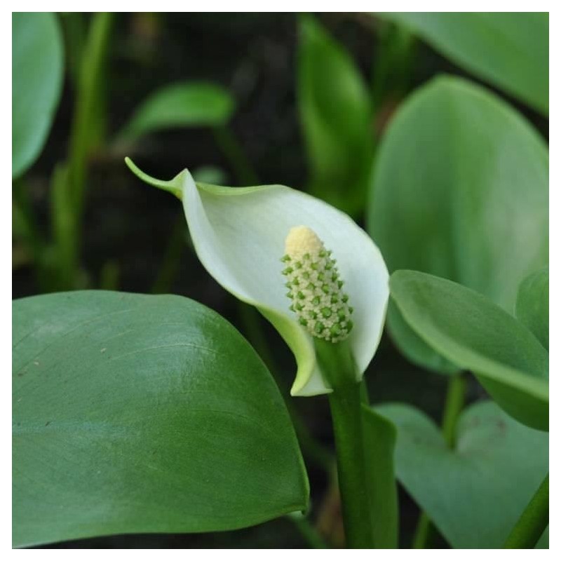 Calla palustris