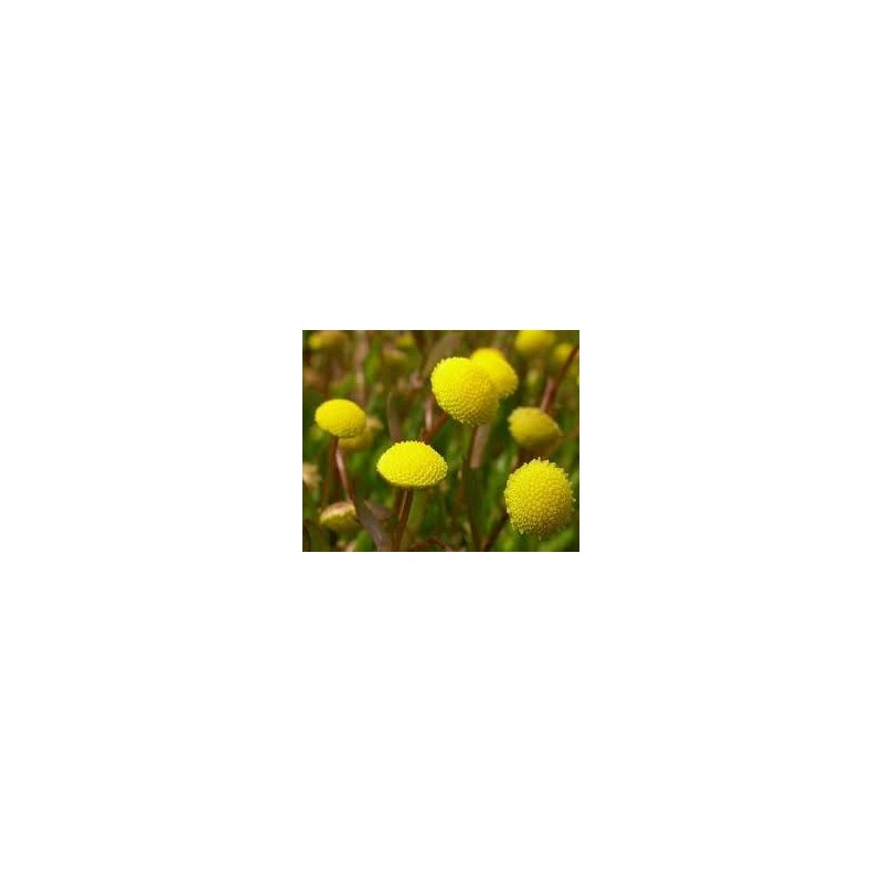 Cotula coronopifolia
