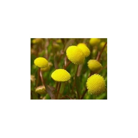 Cotula coronopifolia