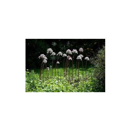 Darmera peltata