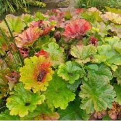 Darmera peltata