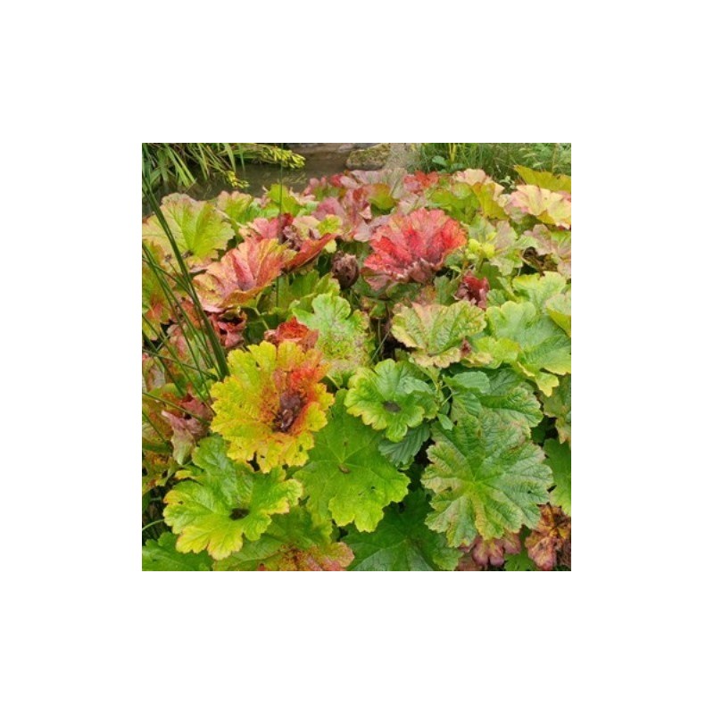 Darmera peltata