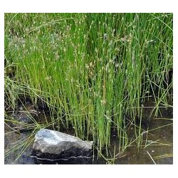 Eleocharis palustris