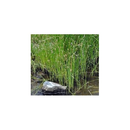 Eleocharis palustris