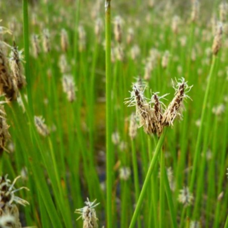 Eleocharis palustris