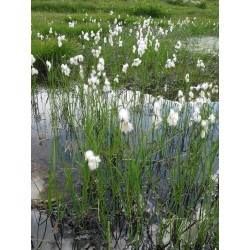 Eriophorum angustifolium