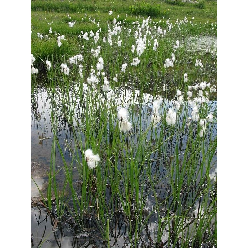 Eriophorum angustifolium