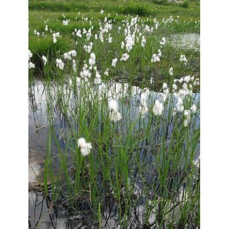 Eriophorum angustifolium