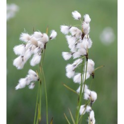 Eriophorum angustifolium