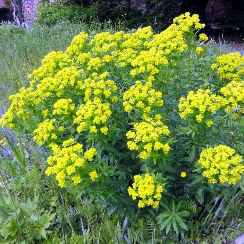 Euphorbia palustris