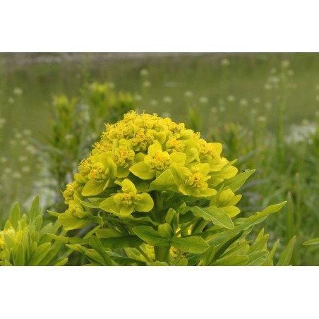 Euphorbia palustris