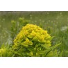 Euphorbia palustris