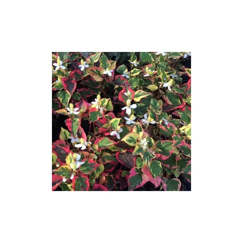 Houttuynia cordata camaleon