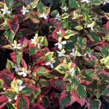 Houttuynia cordata camaleon