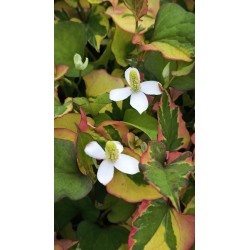 Houttuynia cordata camaleon