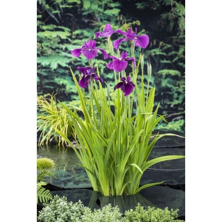 Iris ensata (kaempferi)