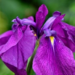 Iris ensata (kaempferi)