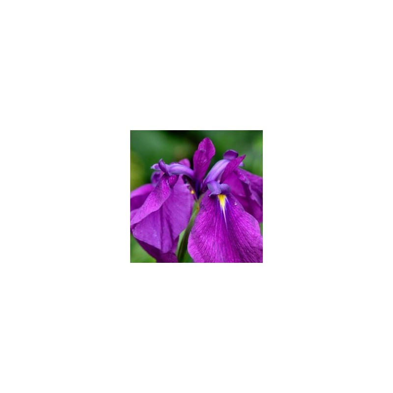 Iris ensata (kaempferi)