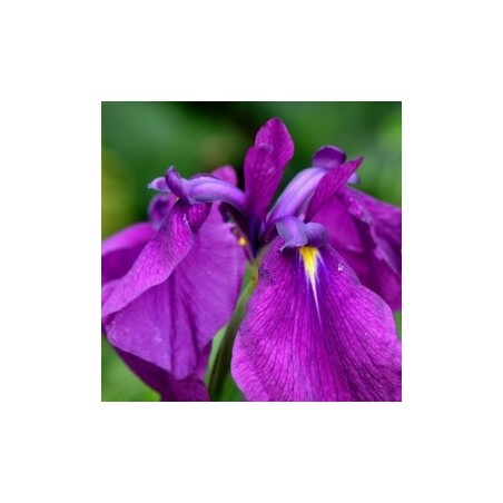 Iris ensata (kaempferi)