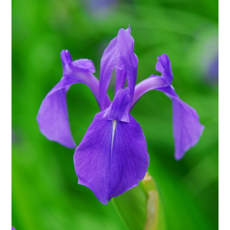 Iris laevigata