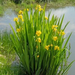 Iris pseudacorus
