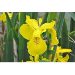 Iris pseudacorus