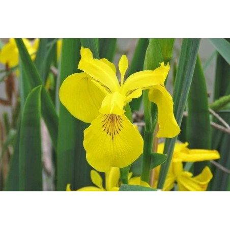 Iris pseudacorus
