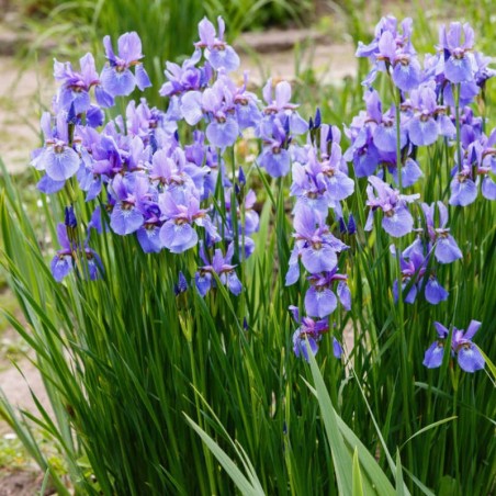 Iris sibirica