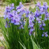 Iris sibirica