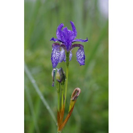 Iris sibirica