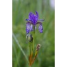 Iris sibirica