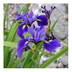 Iris versicolor