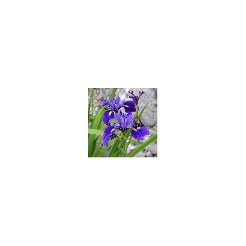 Iris versicolor