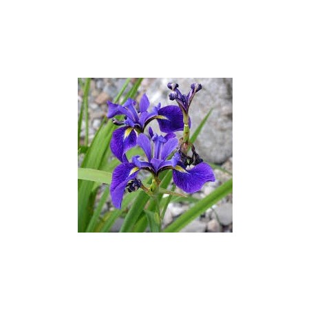 Iris versicolor