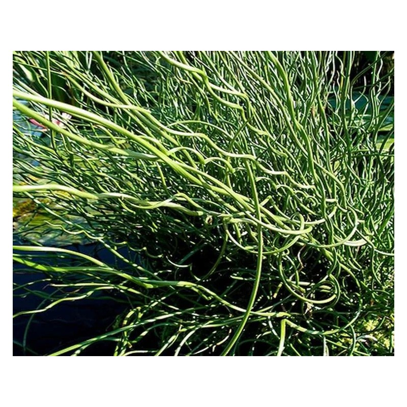 Juncus effusus 'Spiralis'