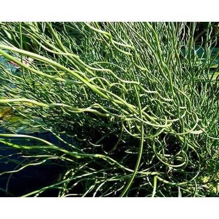 Juncus effusus 'Spiralis'