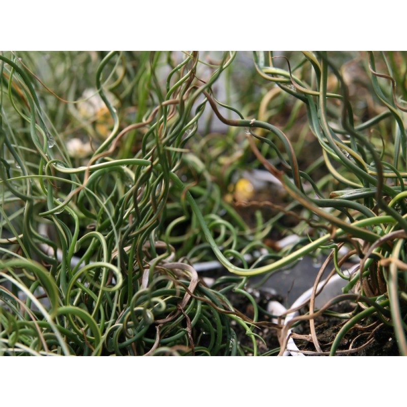 Juncus effusus 'Spiralis'