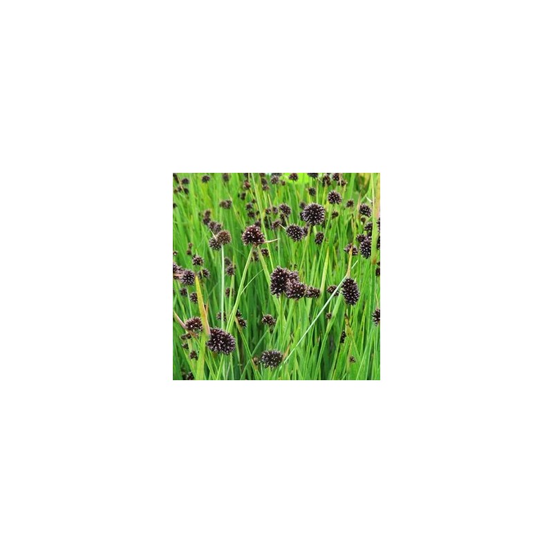 Juncus ensifolius