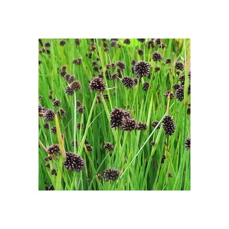 Juncus ensifolius