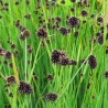 Juncus ensifolius