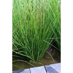 Juncus inflexxxus
