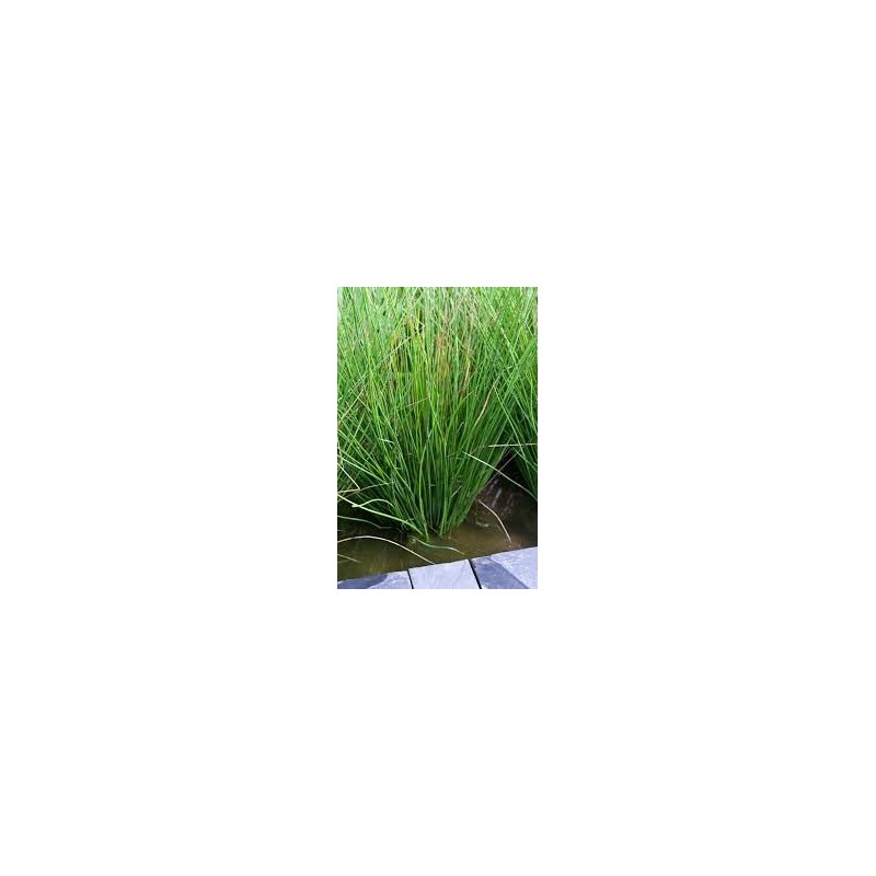 Juncus inflexxxus