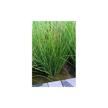 Juncus inflexxxus